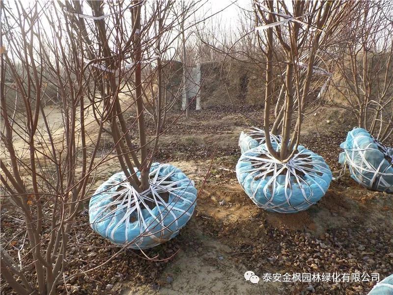 安徽省知識產(chǎn)權(quán)培育企業(yè)