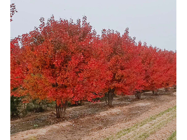 安徽省質(zhì)量獎