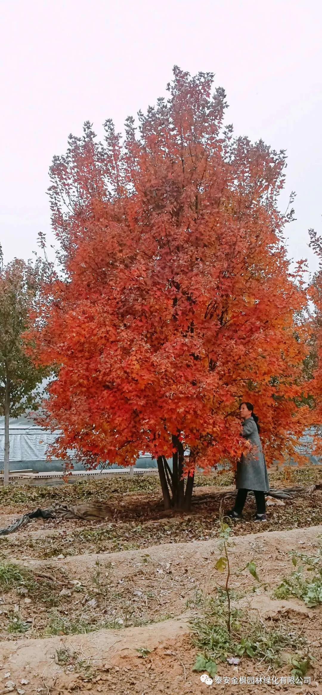 實用新型專利證書（掃地車膠皮防撞裝置）