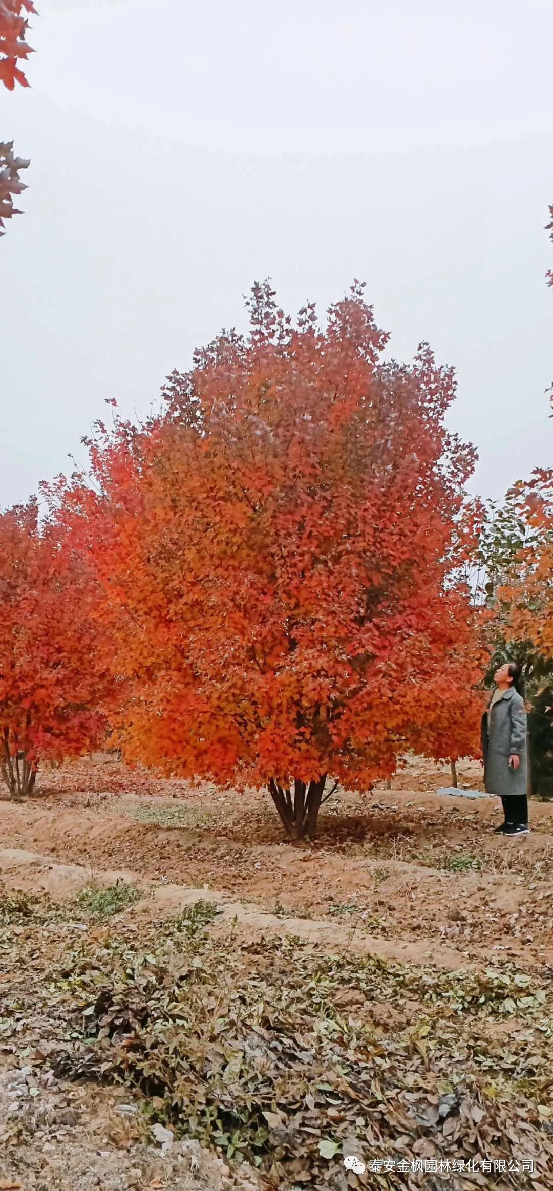 實用新型專利證書（洗地機(jī)防灑水裝置）