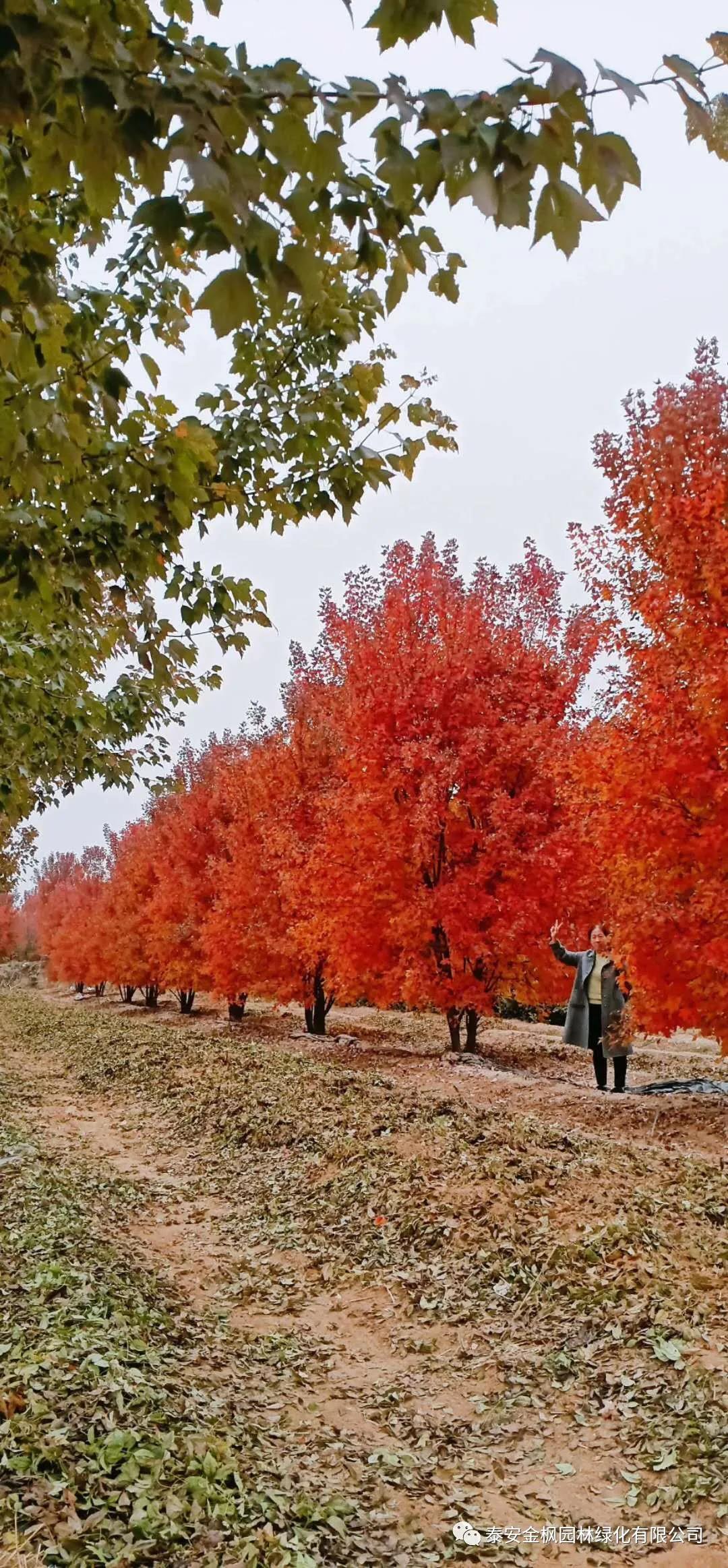 洗地機(jī)技術(shù)規(guī)范