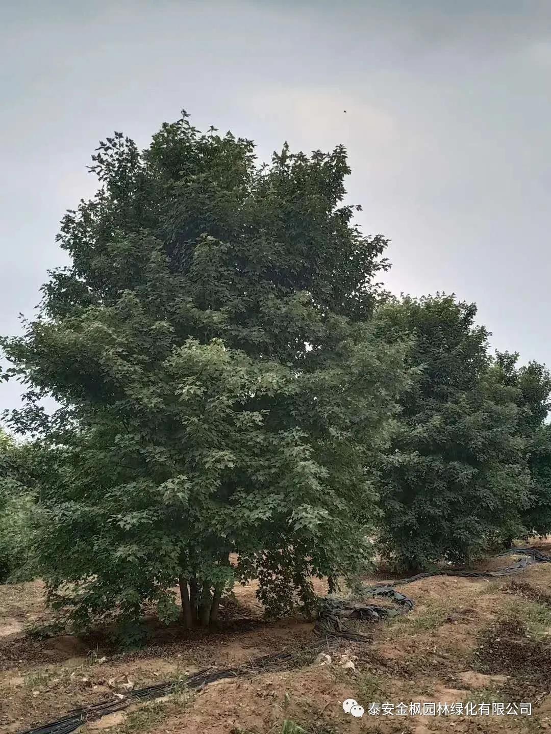 駕駛式洗地機(jī)發(fā)明專利證書