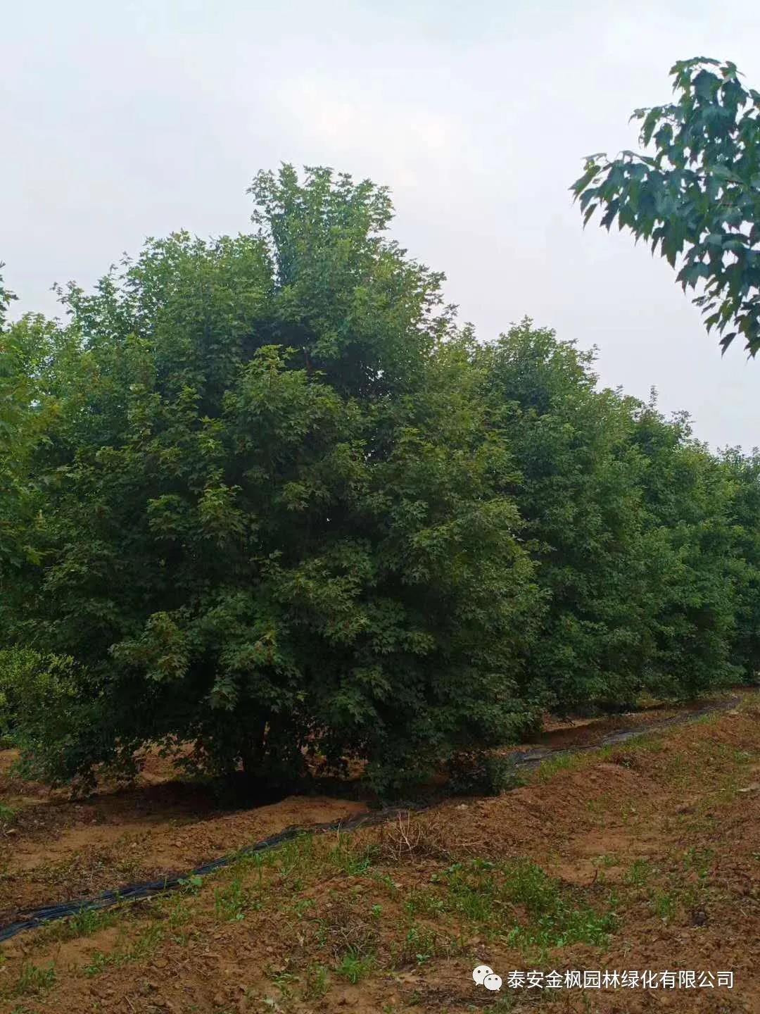 外觀設(shè)計專利證書（瑞清S11）