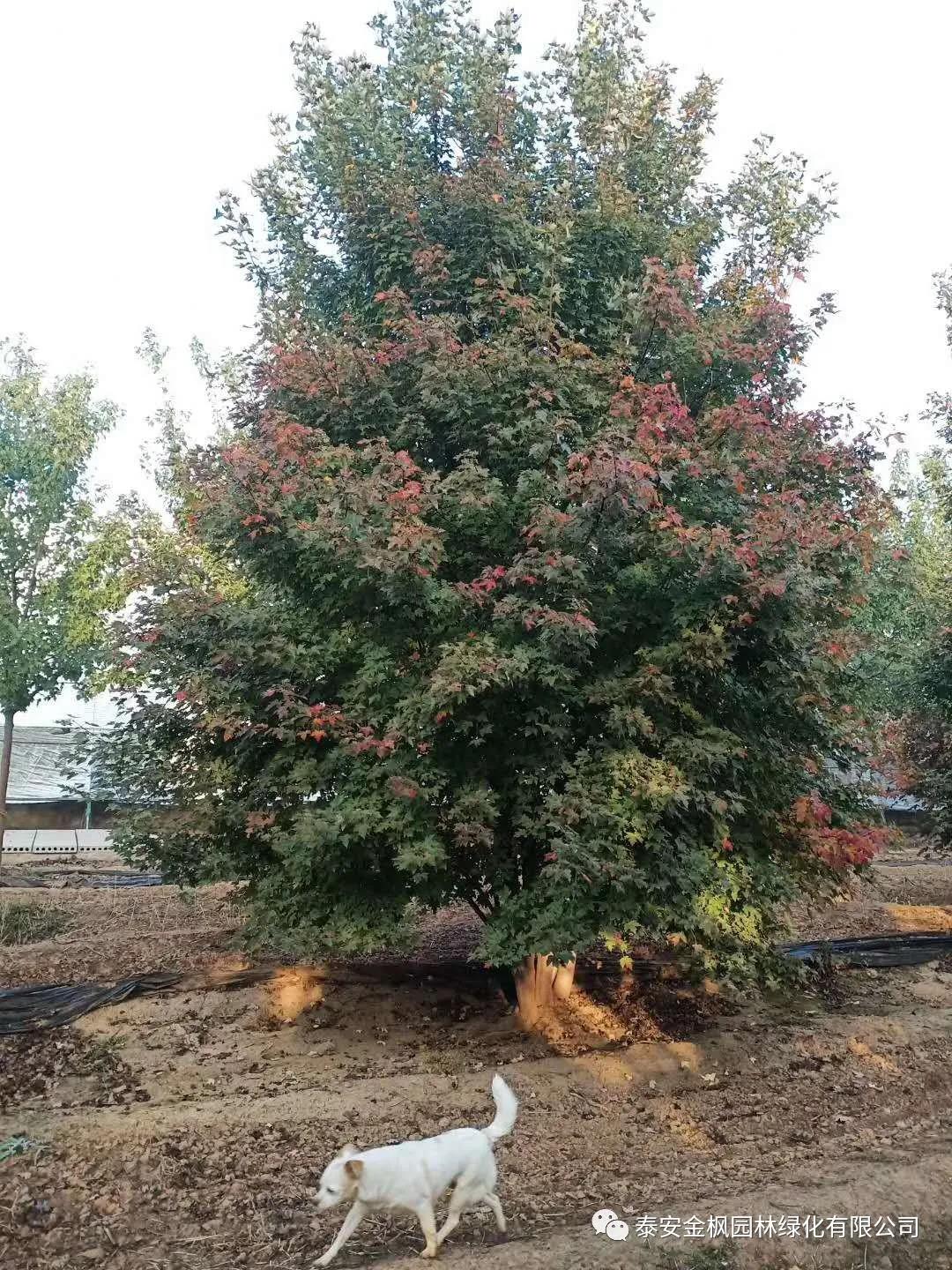 實用新型專利證書