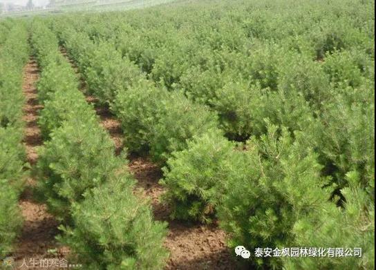 Wuhu May 1st Labor Award