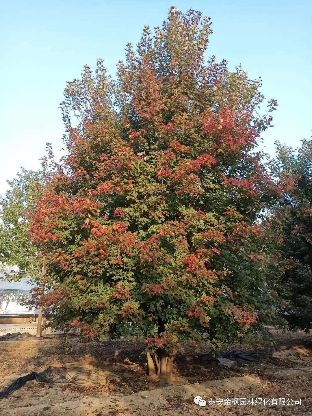 發(fā)明專利證書