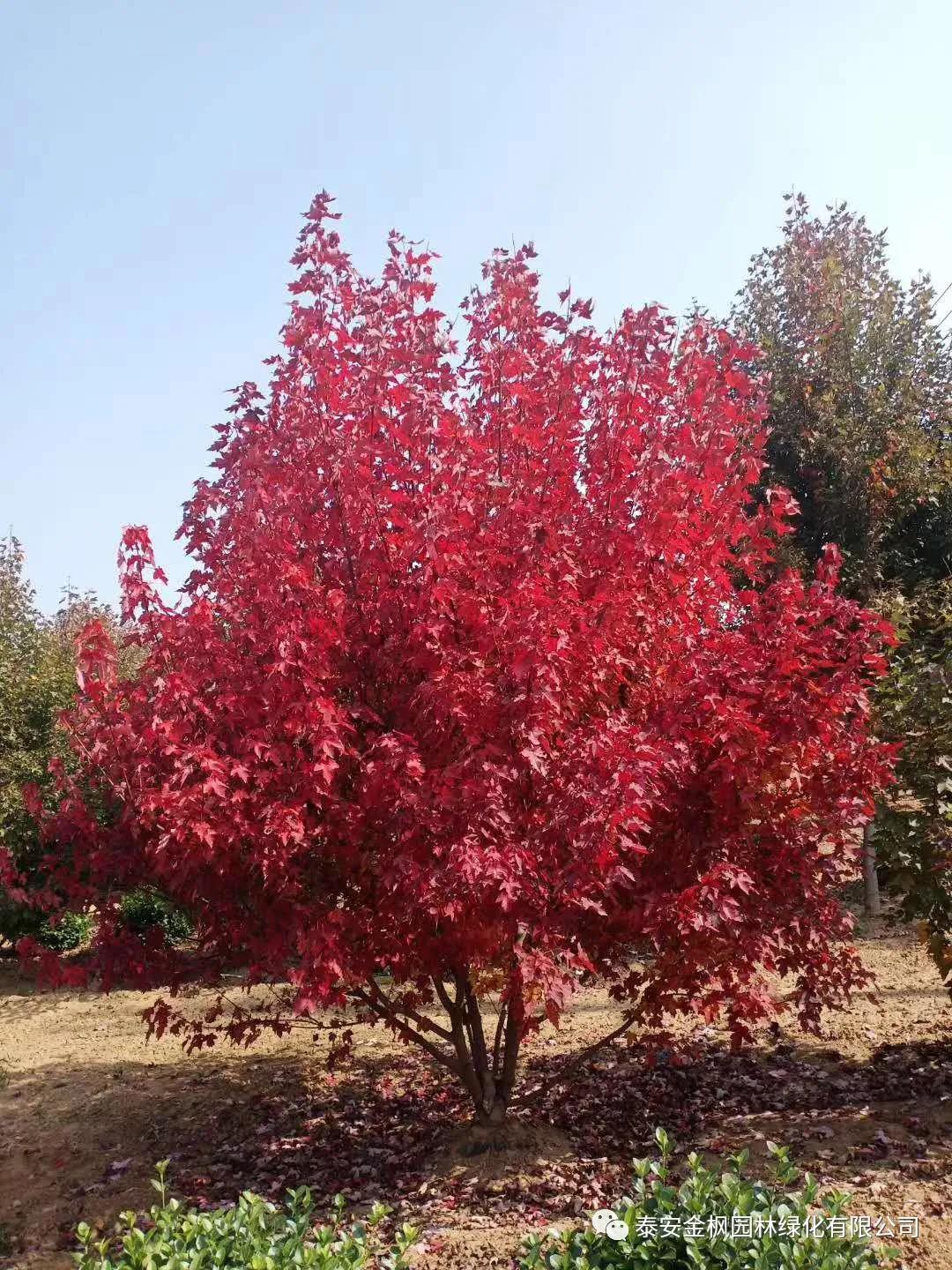 第九屆清潔行業(yè)優(yōu)秀產(chǎn)品獎