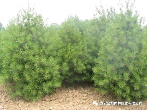 蕪湖市企業(yè)技術(shù)中心