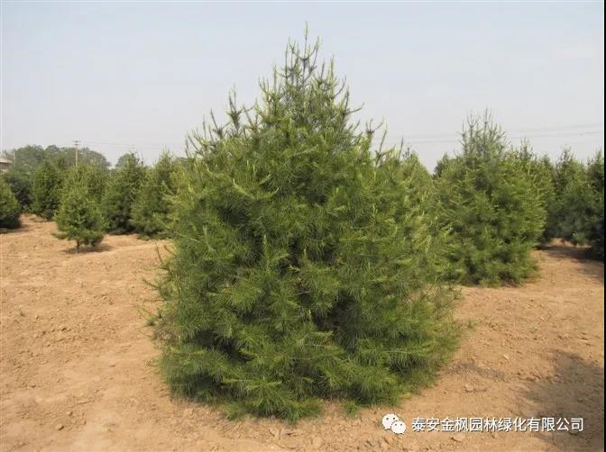 蕪湖市工業(yè)”小巨人“培育企業(yè)