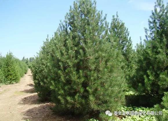 安徽省自主創(chuàng)新產(chǎn)品證書