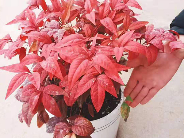 湖南仁仁潔張家口XX分公司