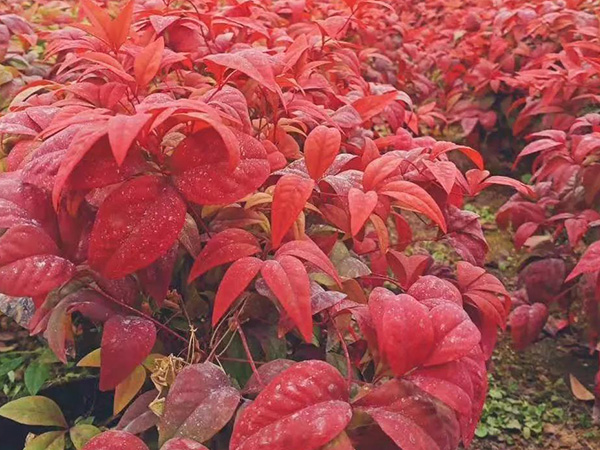 福建某環(huán)衛(wèi)系統(tǒng)項(xiàng)目